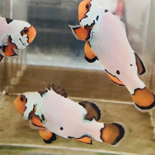 Snow Onyx Clownfish (Amphiprion Ocellaris)