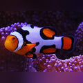 Snowflake Clownfish (Amphiprion Ocellaris)