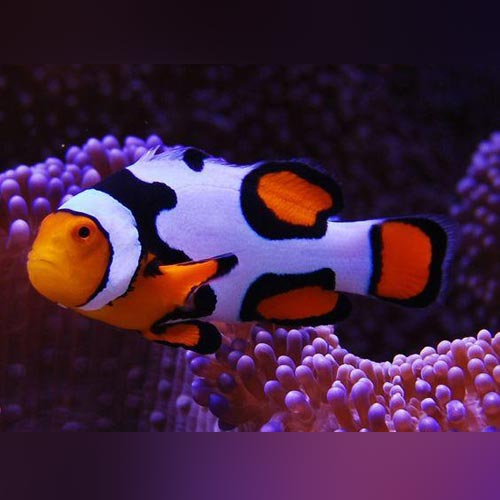 Snowflake Clownfish (Amphiprion Ocellaris)