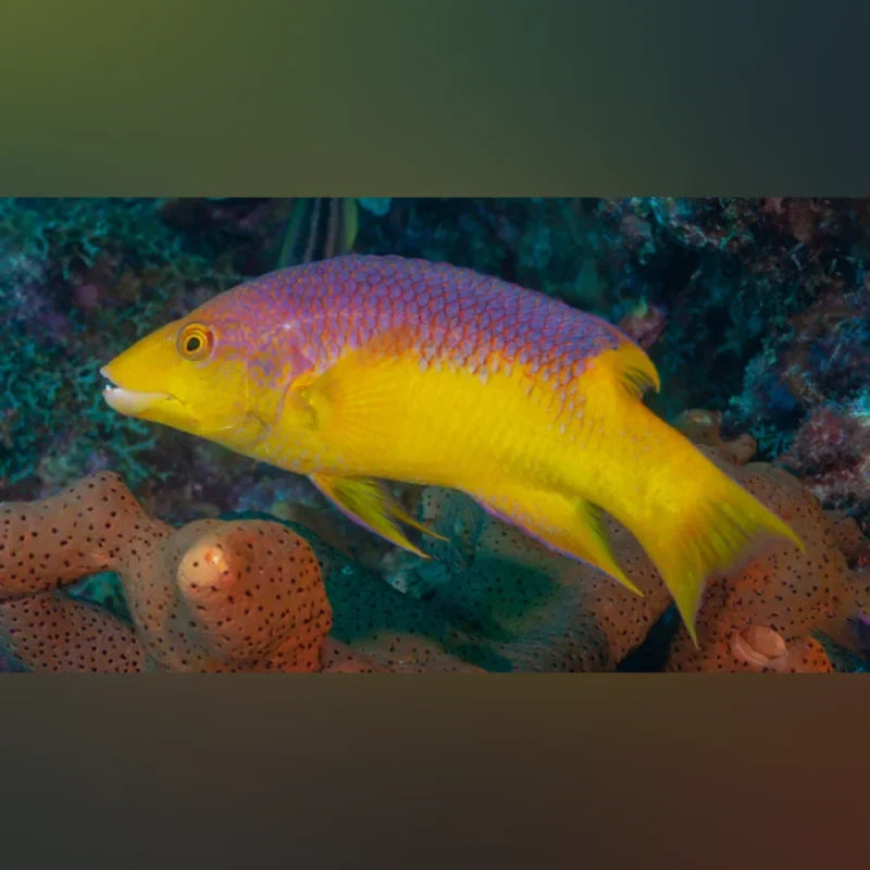Spanish Hogfish (Bodianus Rufus)