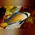 Splendid Dottyback (Pseudochromis Splendens)