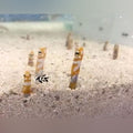 Splendid Garden Eel (Gorgasia Preclara)