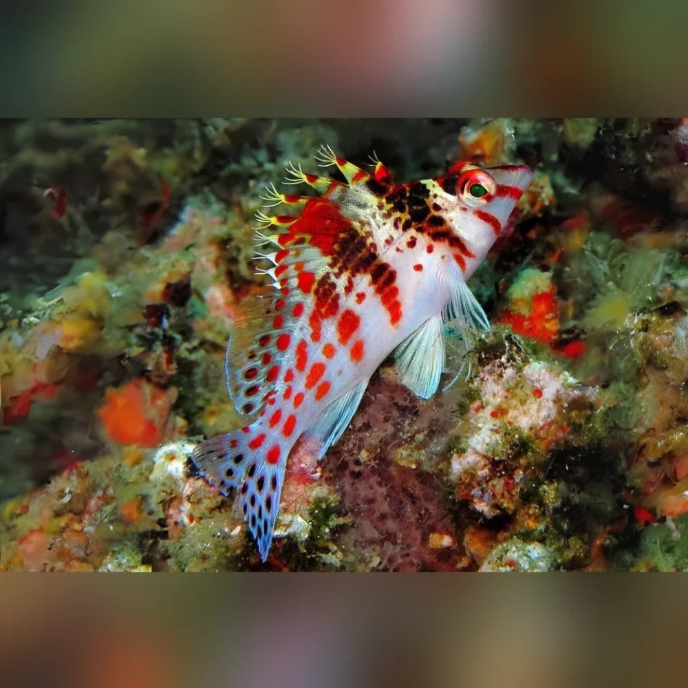 Spotted Hawkfish (Cirrhitichthys Oxycephalus)