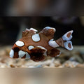 Spotted Sweetlips (Plectorhinchus Chaetodonoides)