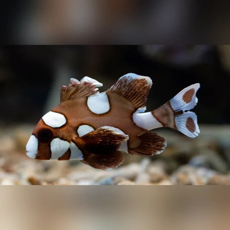 Spotted Sweetlips (Plectorhinchus Chaetodonoides)