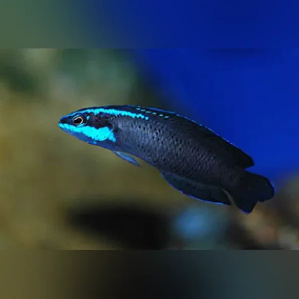 Springer's Dottyback (Pseudochromis Springeri)