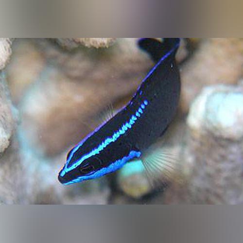 Springer's Dottyback (Pseudochromis Springeri)