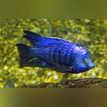 Star Sapphire Cichlid (Placidochromis Phenochilus)