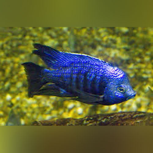 Star Sapphire Cichlid (Placidochromis Phenochilus)
