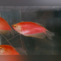 Starfire Red Glo Gourami (Trichopodus Leerii)