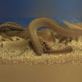 Starry Night Eel (Mastacembelus Frenatus)