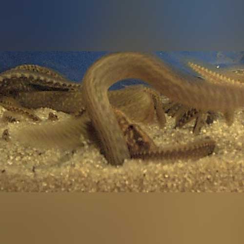 Starry Night Eel (Mastacembelus Frenatus)