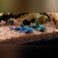 Stone Catfish (Hara Jerdoni)