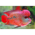 Hump Head Flowerhorn 4.5”-5”