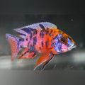 Kaleidoscope Peacock Cichlid (Aulonocara Hybrid)