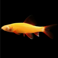 Sunburst Orange Glo Shark (Epalzeorhynchus Frenatus)