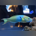 Sunset Wrasse (Thalassoma Lutescens)