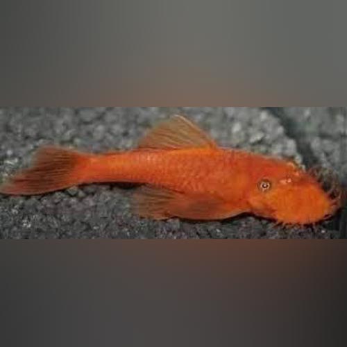 Super Red Bushynose Pleco (Ancistrus Triradiatus L-144)