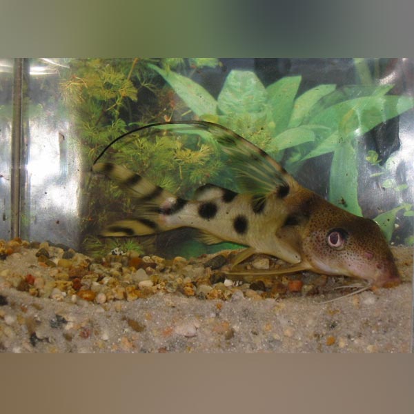 Synodontis Decorus Catfish (Synodontis Decorus)