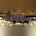Synodontis Angelicus Catfish Medium