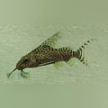 Synodontis Eupterus Catfish (Synodontis Eupterus)