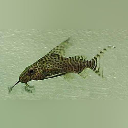 Synodontis Eupterus Catfish (Synodontis Eupterus)