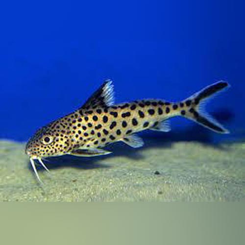 Synodontis Multipunctatus Catfish Medium