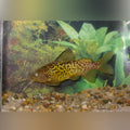 Synodontis Schoutendeni Catfish Medium