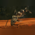 Valentine Catfish (Synodontis Valentiani)