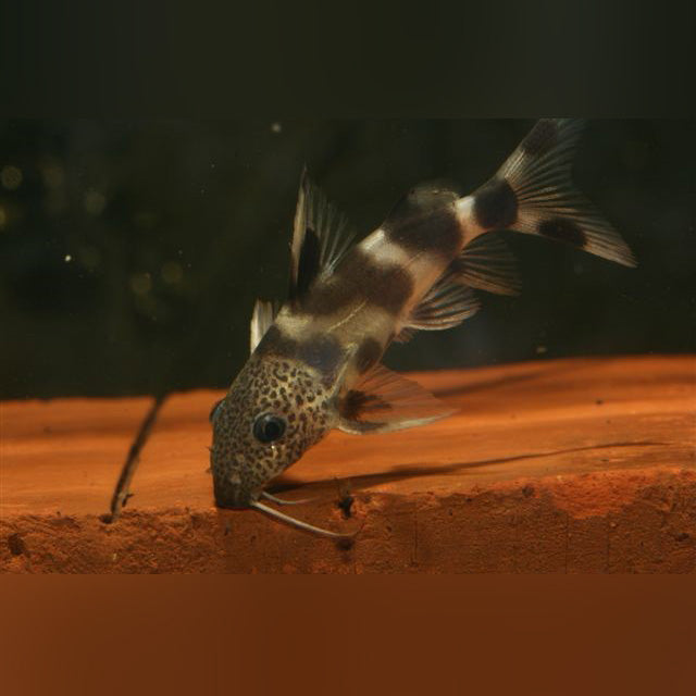 Valentine Catfish (Synodontis Valentiani)