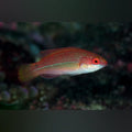 Temminck's Fairy Wrasse (Cirrhilabrus Temminckii)