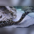 Tessalata Eel (Gymnothorax Favagineus)