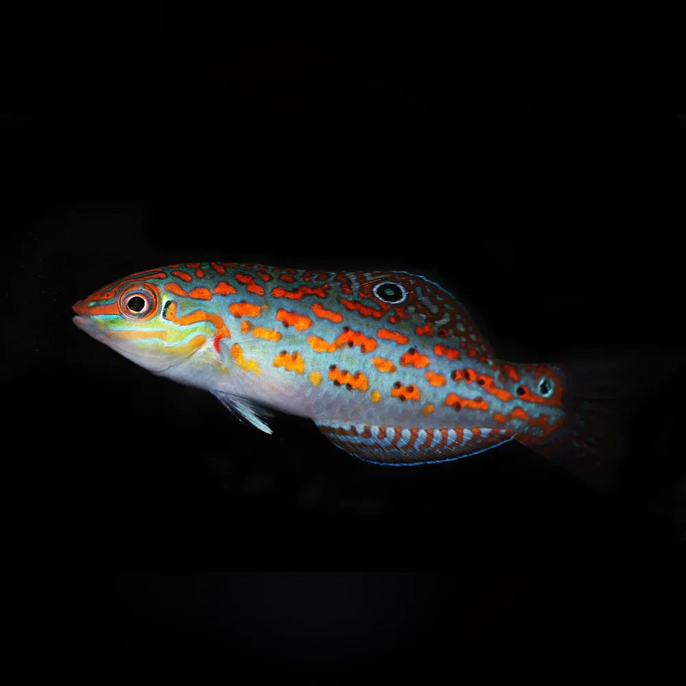 Timor Wrasse (Halichoeres Timorensis)