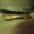 Tire Track Eel (Mastacembelus Armatus)
