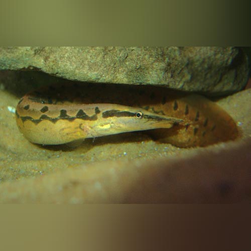 Tire Track Eel (Mastacembelus Armatus)