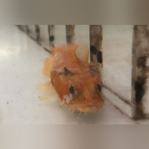 Orange Toadfish (Opsanus Beta)