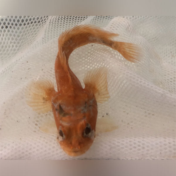 Orange Toadfish (Opsanus Beta)