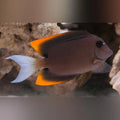 Flame Fin Tomini Tang (Ctenochaetus Tominiensis)