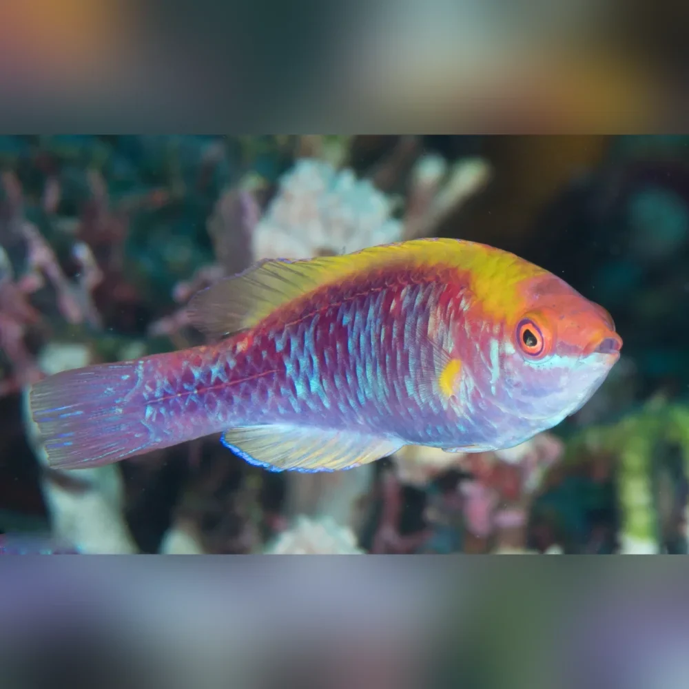 Tricolor Fairy Wrasse (Cirrhilabrus Solorensis)