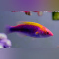 Tricolor Fairy Wrasse (Cirrhilabrus Solorensis)