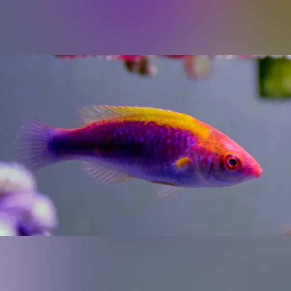 Tricolor Fairy Wrasse (Cirrhilabrus Solorensis)