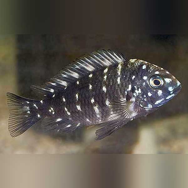 Tropheus Duboisi Cichlid (Tropheus Duboisi)