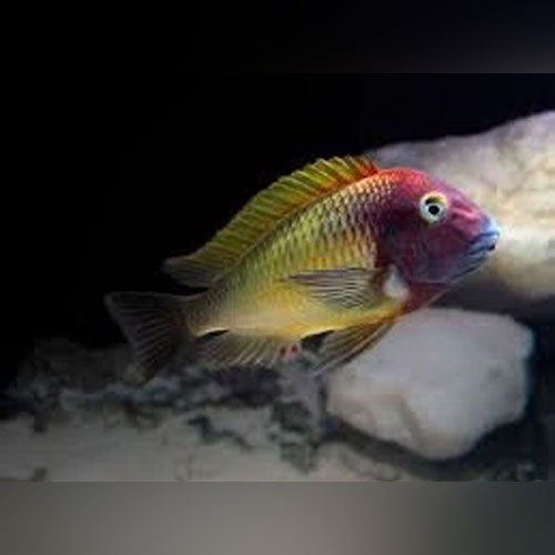 Ilangi Tropheus Cichlid (Tropheus Moorii Ilangi)