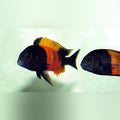 Red Band Tropheus Cichlid (Tropheus Moorii Bemba)