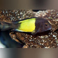 Yellow Band Tropheus Cichlid (Tropheus Moorii Ikola)