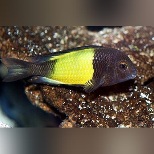 Yellow Band Tropheus Cichlid (Tropheus Moorii Ikola)