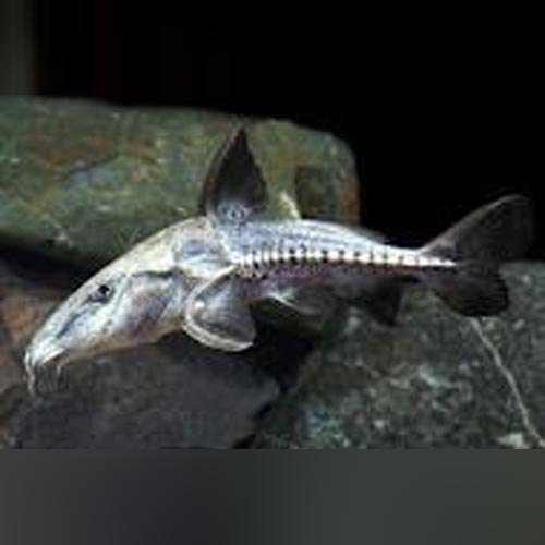 Blue Turushuki Catfish (Oxydoras Niger)