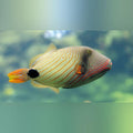 Undulatus Triggerfish (Balistapus Undulatus)