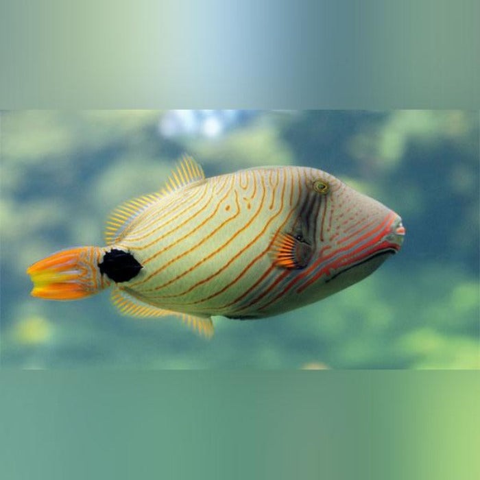 Undulatus Triggerfish (Balistapus Undulatus)