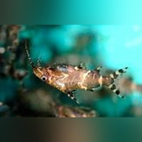 Upside Down Catfish (Synodontis Nigriventris) Medium